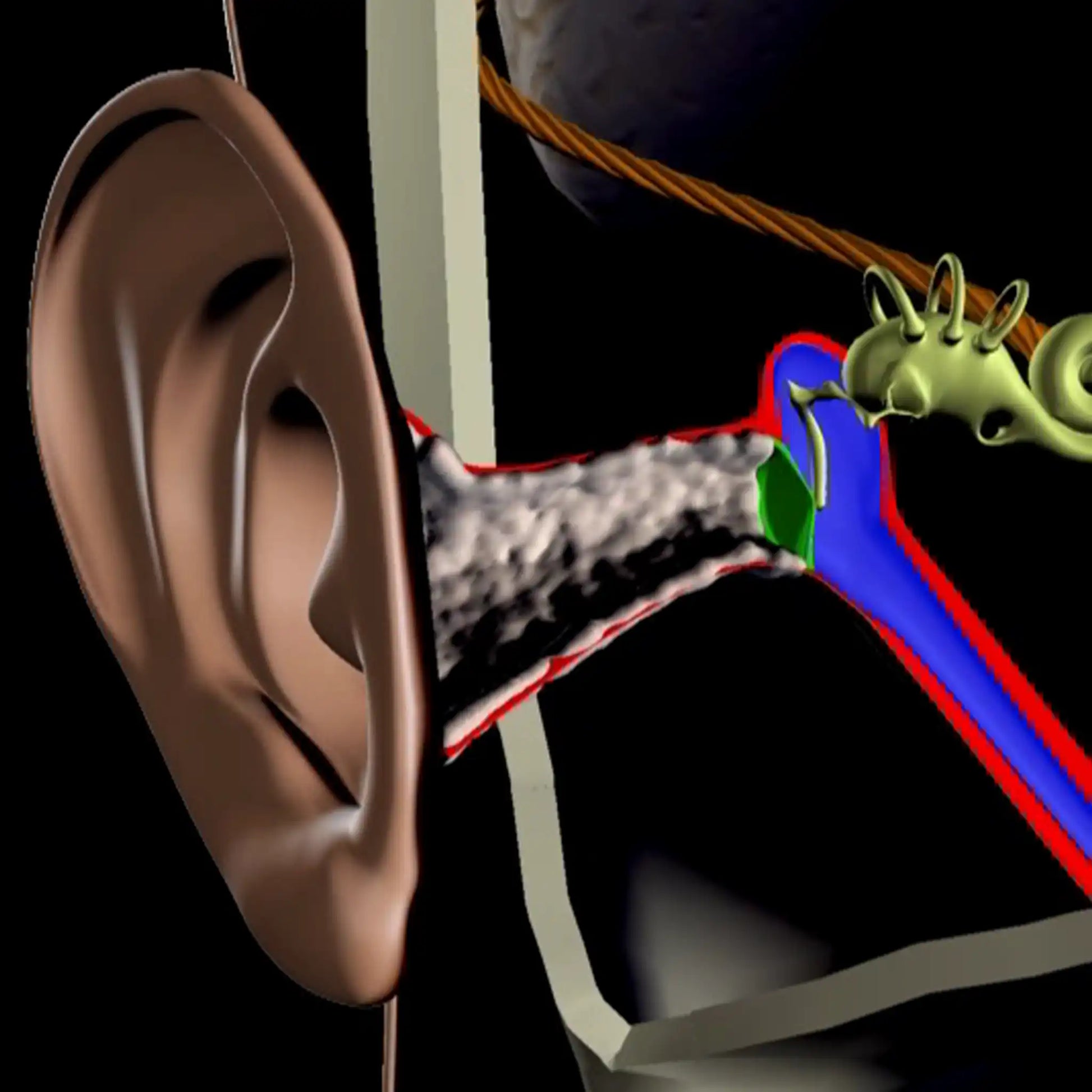 Hearing Conservation Streaming Ear Anatomy